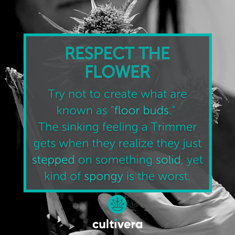 graphic with photo background of someone trimming buds, with teal text in a box about "Respect The Flower"