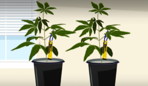 illustration of tagged cannabis plants, from metrc