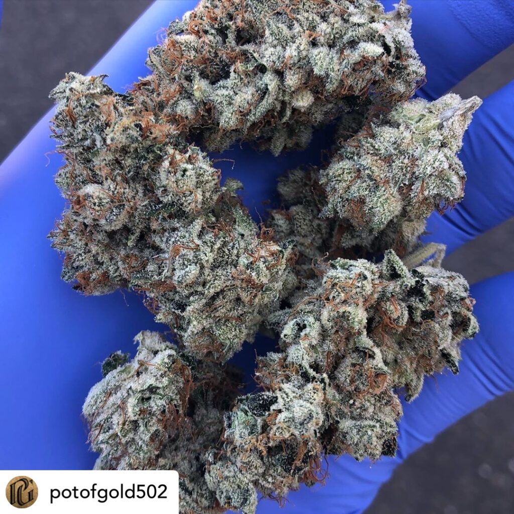 pot of gold crumpets flower product photo