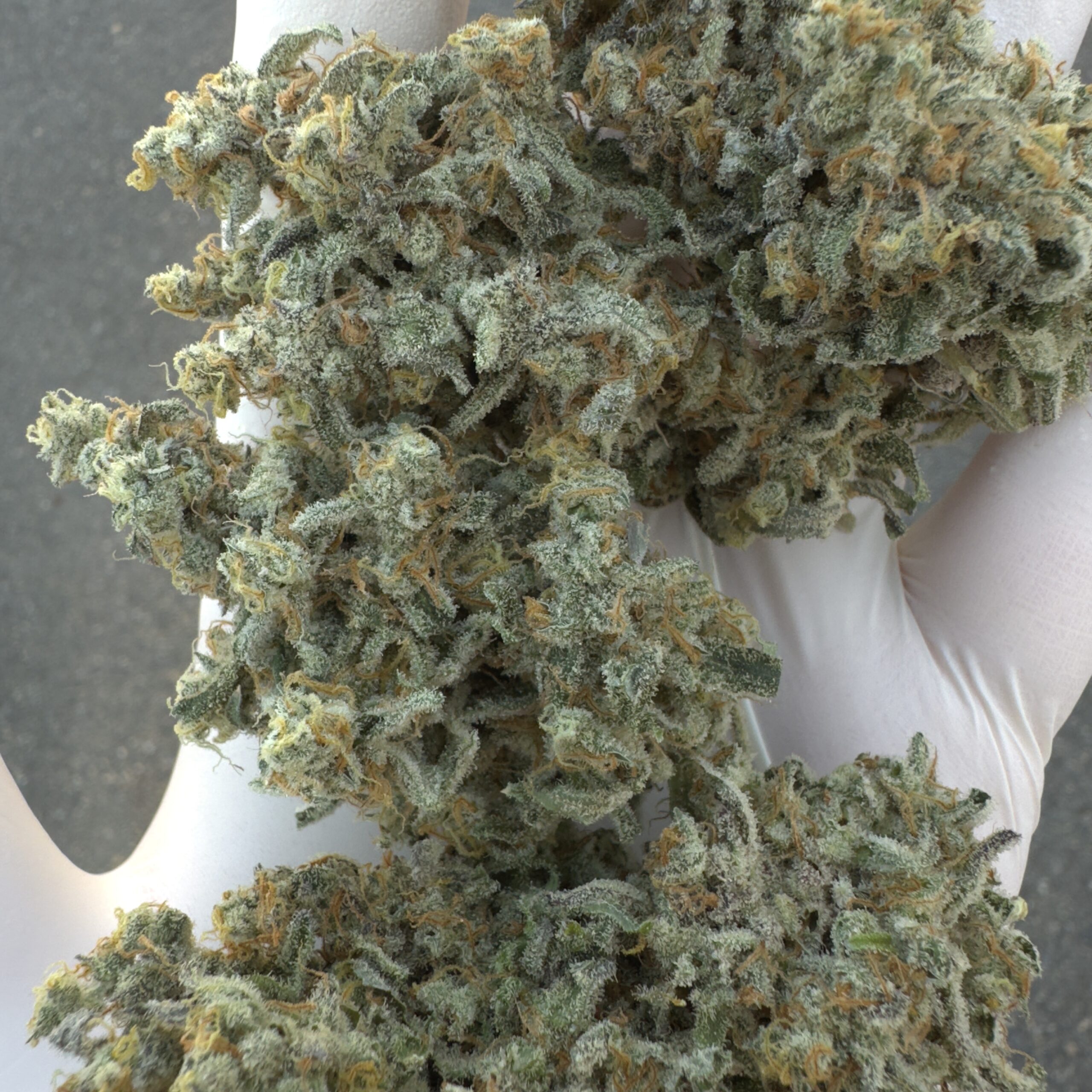 pot of gold M.A.C. flower product photo