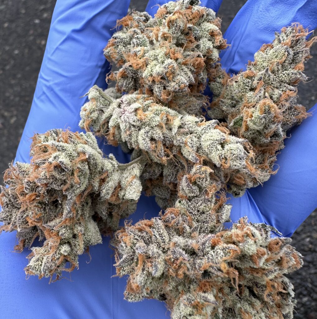 photo of sundae driver flower nug in hand