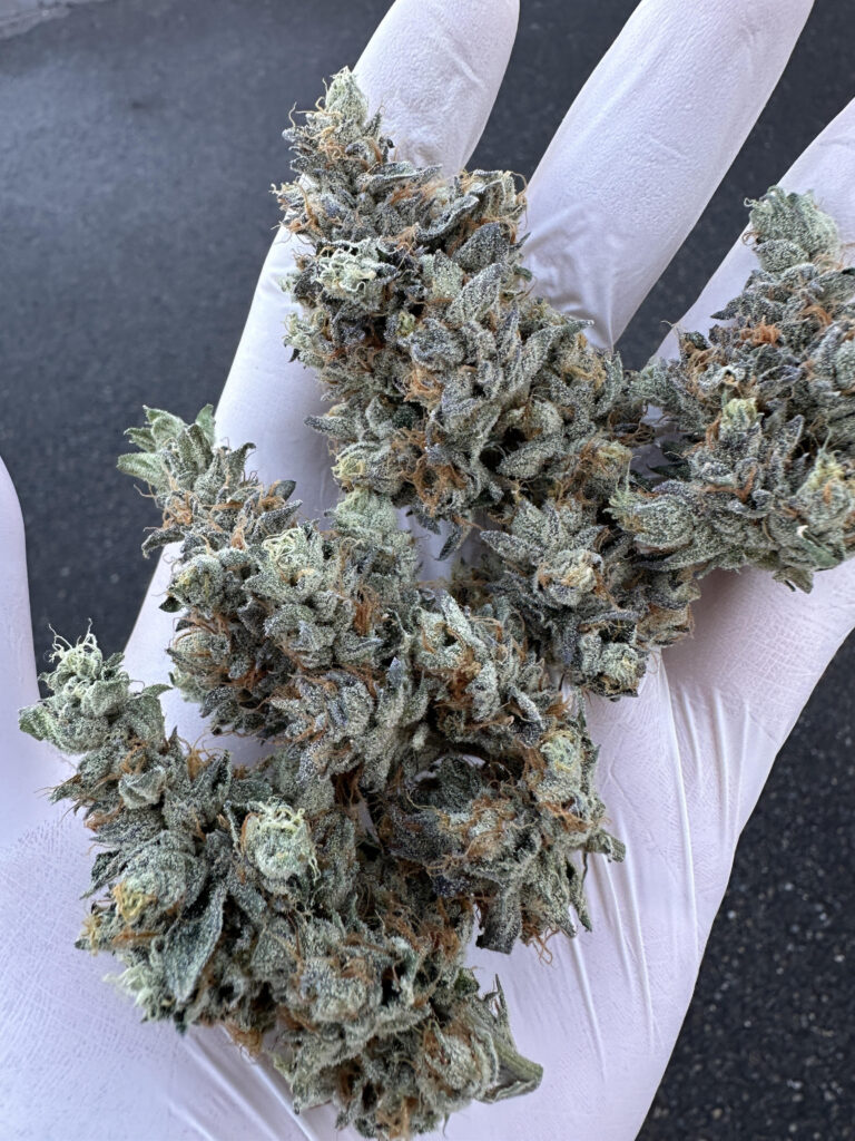 photo of a hand holding pot of gold's "wedding cake" flower
